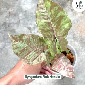 เงินไหลมาพิ้งค์ เนบิวลา (Syngonium Pink Nebula)