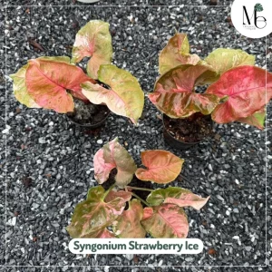 เงินไหลมาสตรอว์เบอร์รี่ไอซ์ (Syngonium Strawberry Ice)