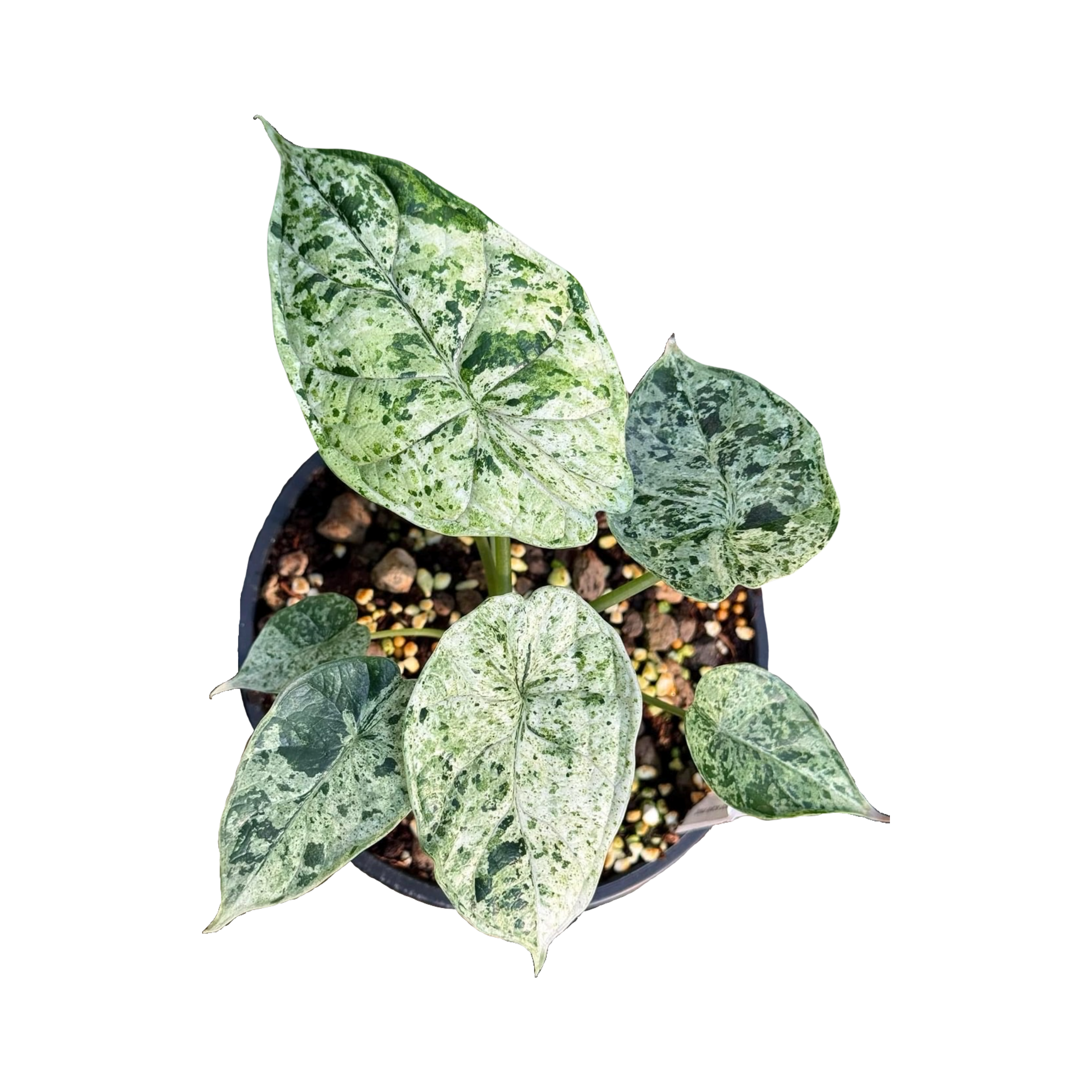 Alocasia Baginda Dragon Scale Mint