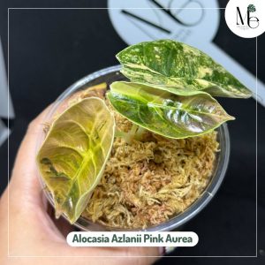 อโลคาเซีย อัซลานีอายด่างชมพูเหลือง (Alocasia Azlanii Pink Aurea)