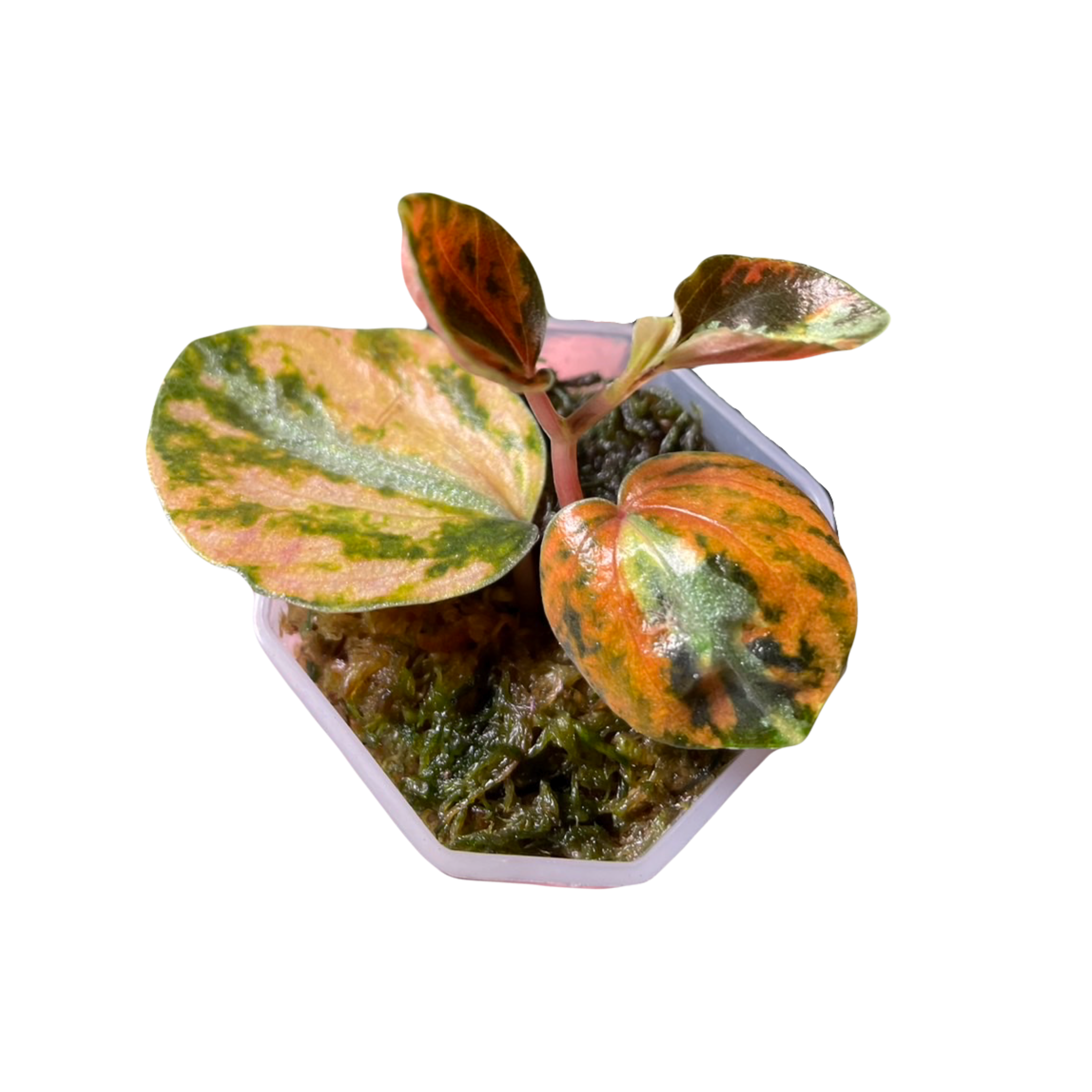 Peperomia Metallica Variegated