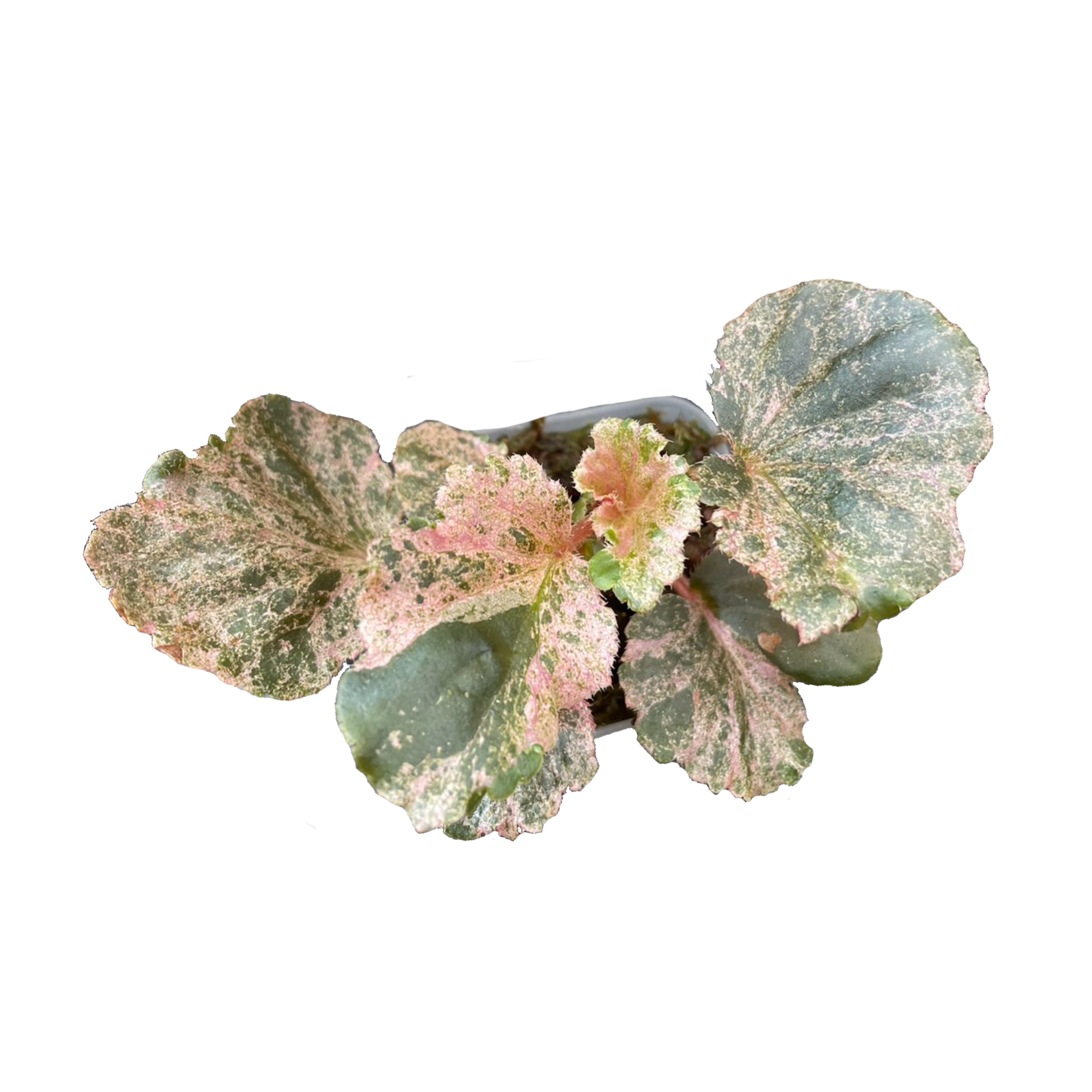 Begonia Sp. Pink Variegated