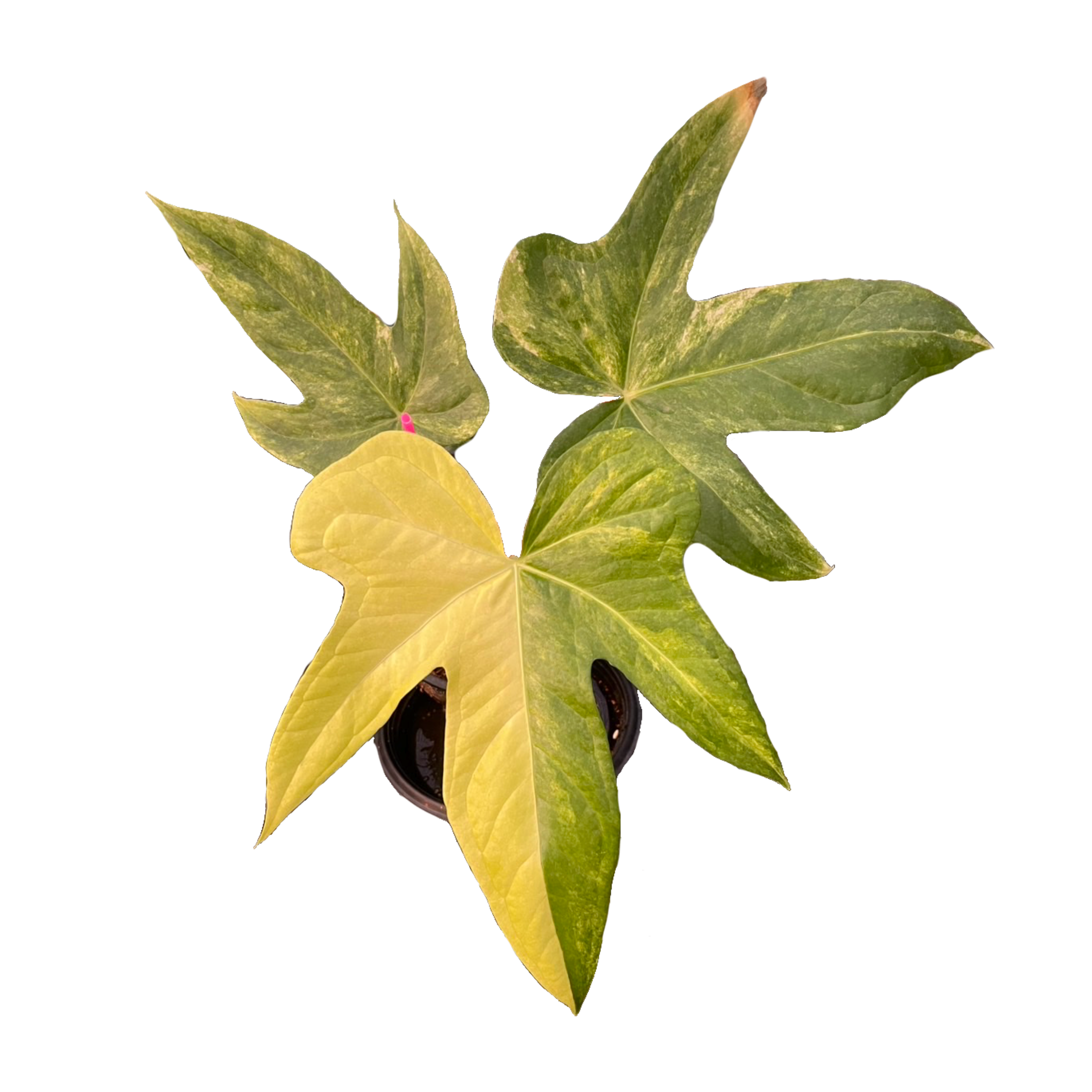 Anthurium Pedatoradiatum Variegated