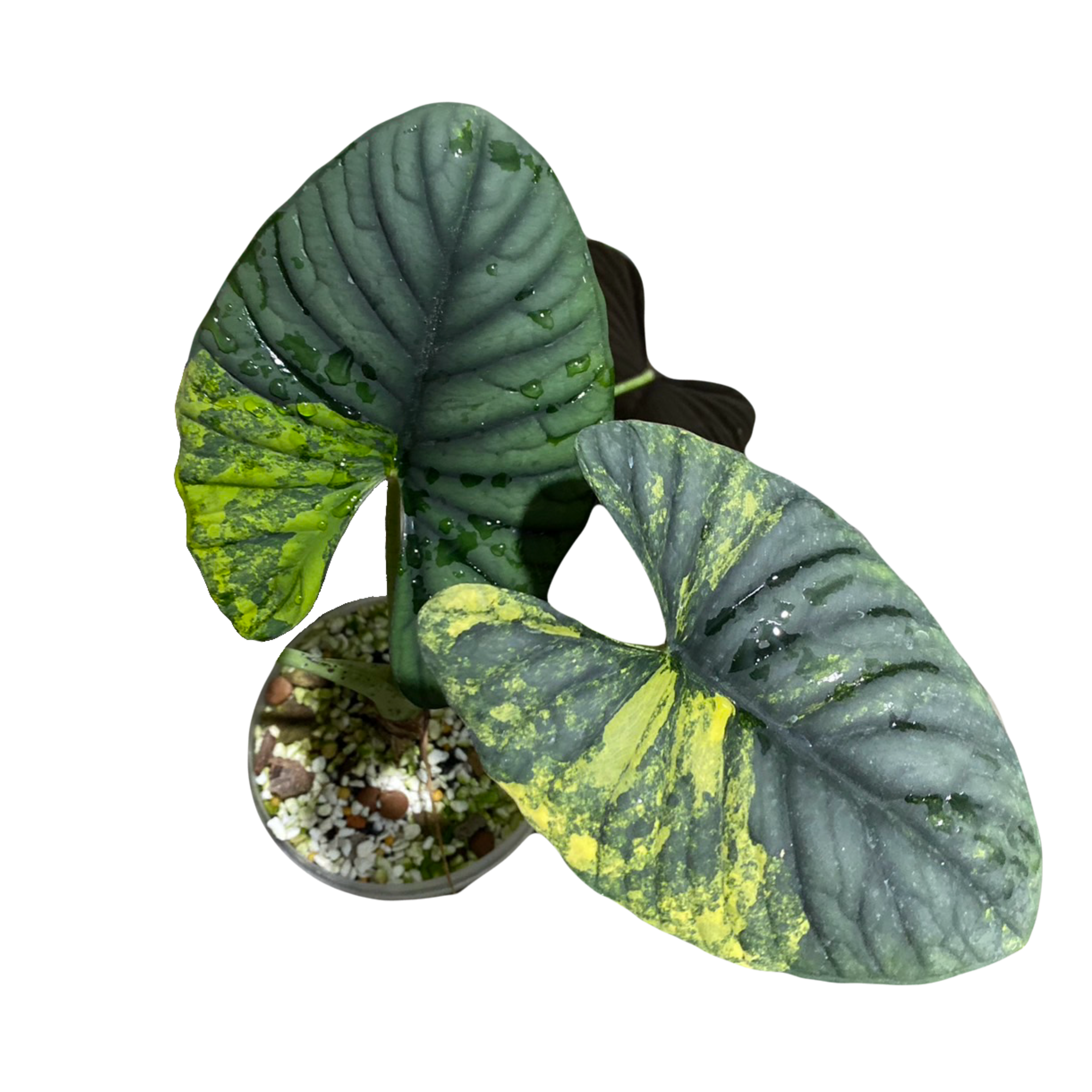 Alocasia Nebula Aurea