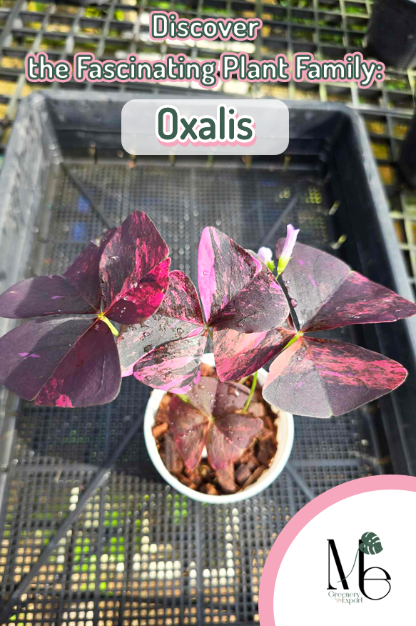 Oxalis