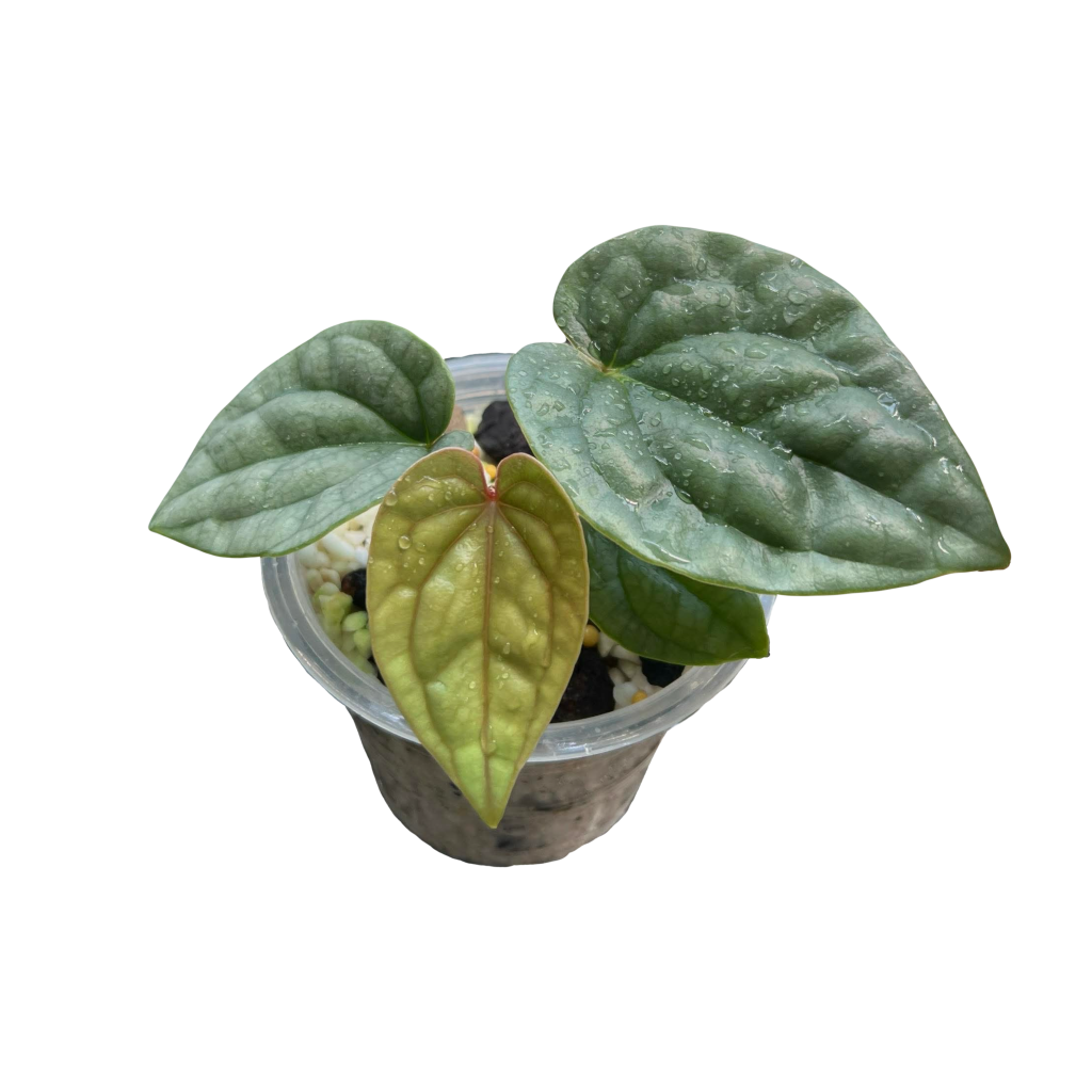 Anthurium Luxurians Platinum