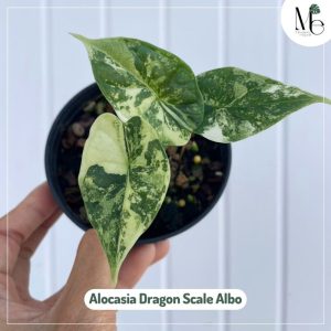 Alocasia Dragon Scale Albo