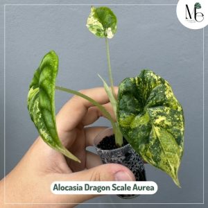Alocasia Dragon Scale Aurea