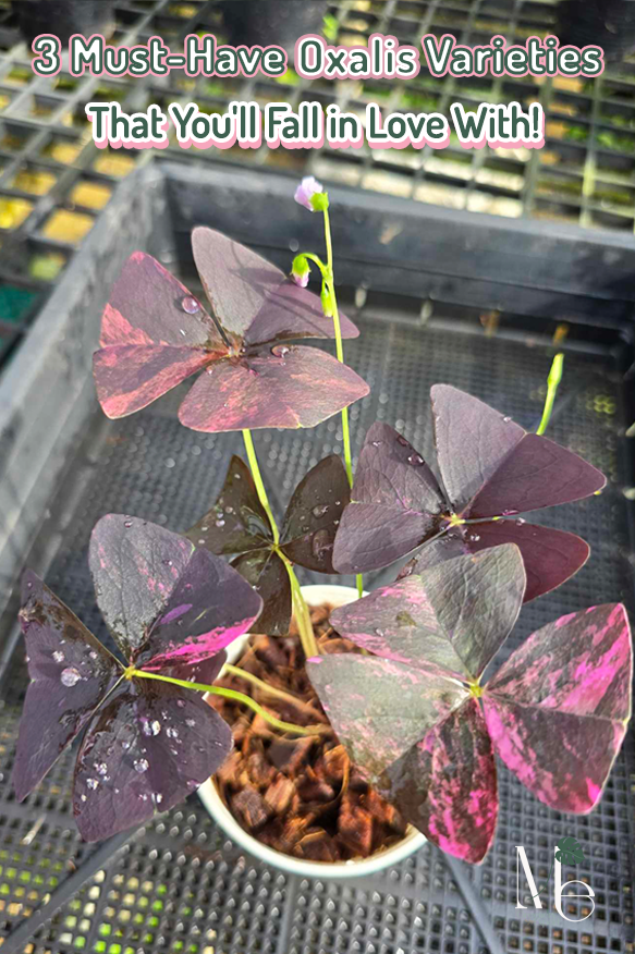 ผีเสื้อราตรี (Oxalis)