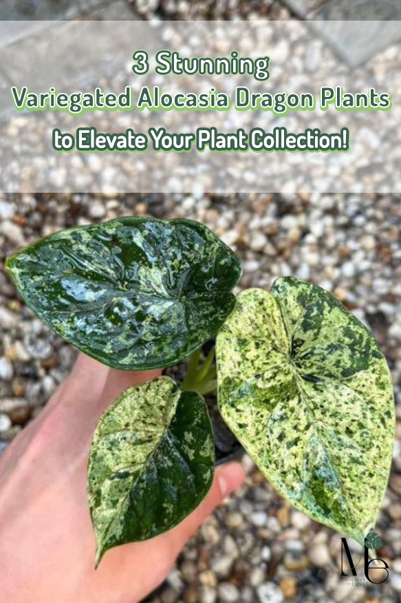 Alocasia Dragon Scale Veriegated