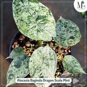 Alocasia Baginda Dragon Scale Mint