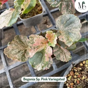 บีโกเนียด่างชมพู (Begonia Sp. Pink Variegated)