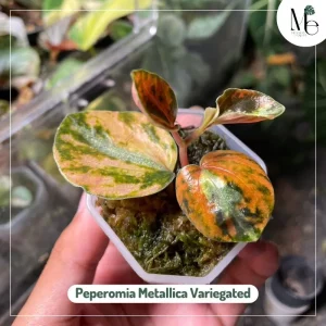 เปเปอร์โรเมียด่าง (Peperomia Metallica Variegated)