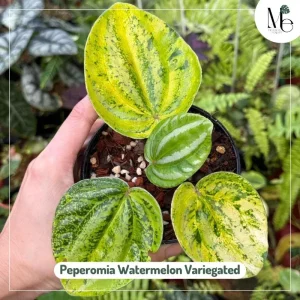 เปเปอร์โรเมียแตงโมด่าง (Peperomia Watermelon Variegated)