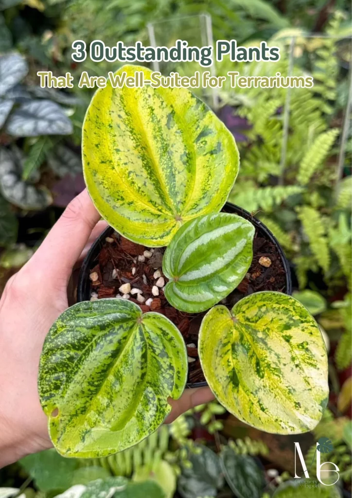 เปเปอร์โรเมียแตงโมด่าง (Peperomia Watermelon Variegated)