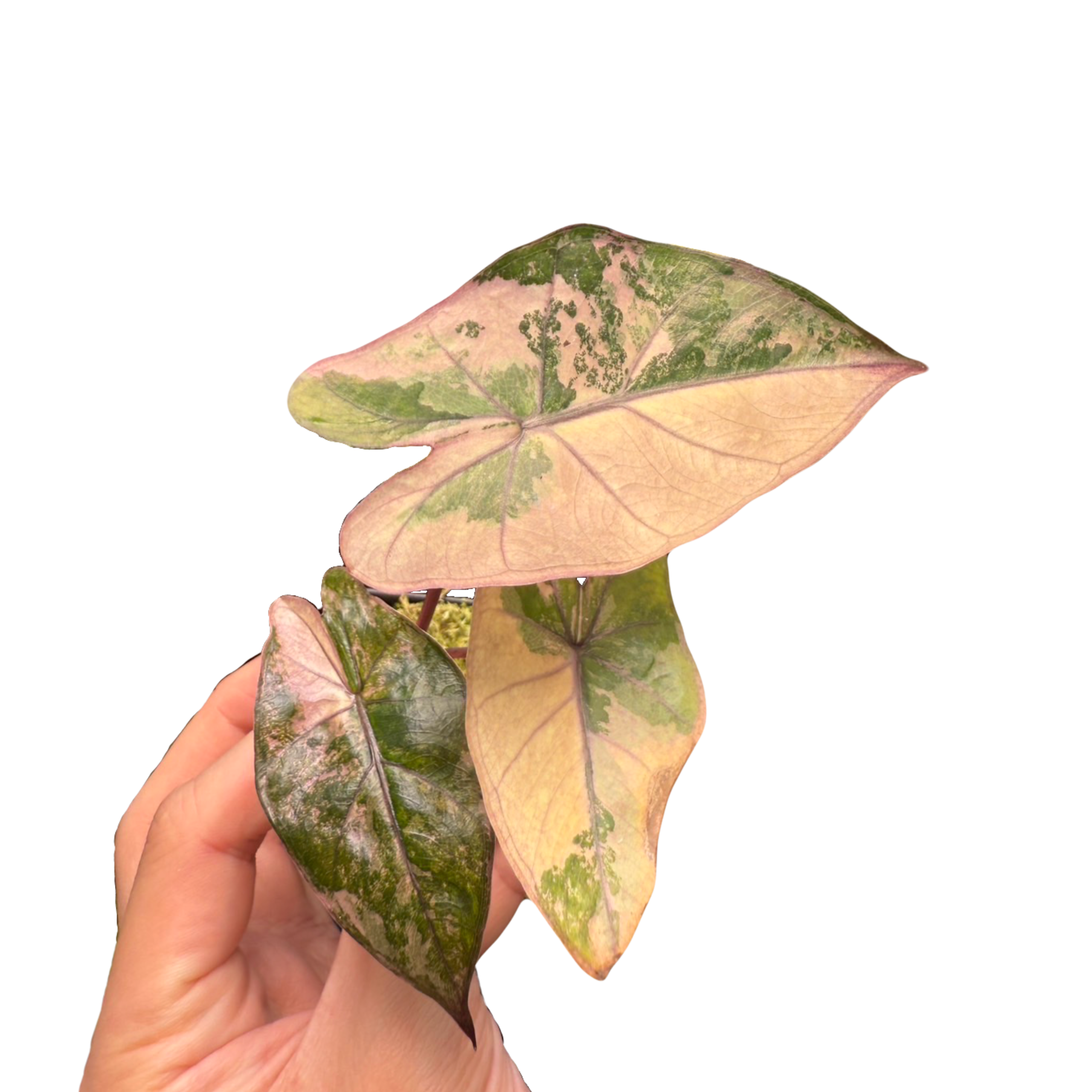 Alocasia Plumbea Pink Variegated