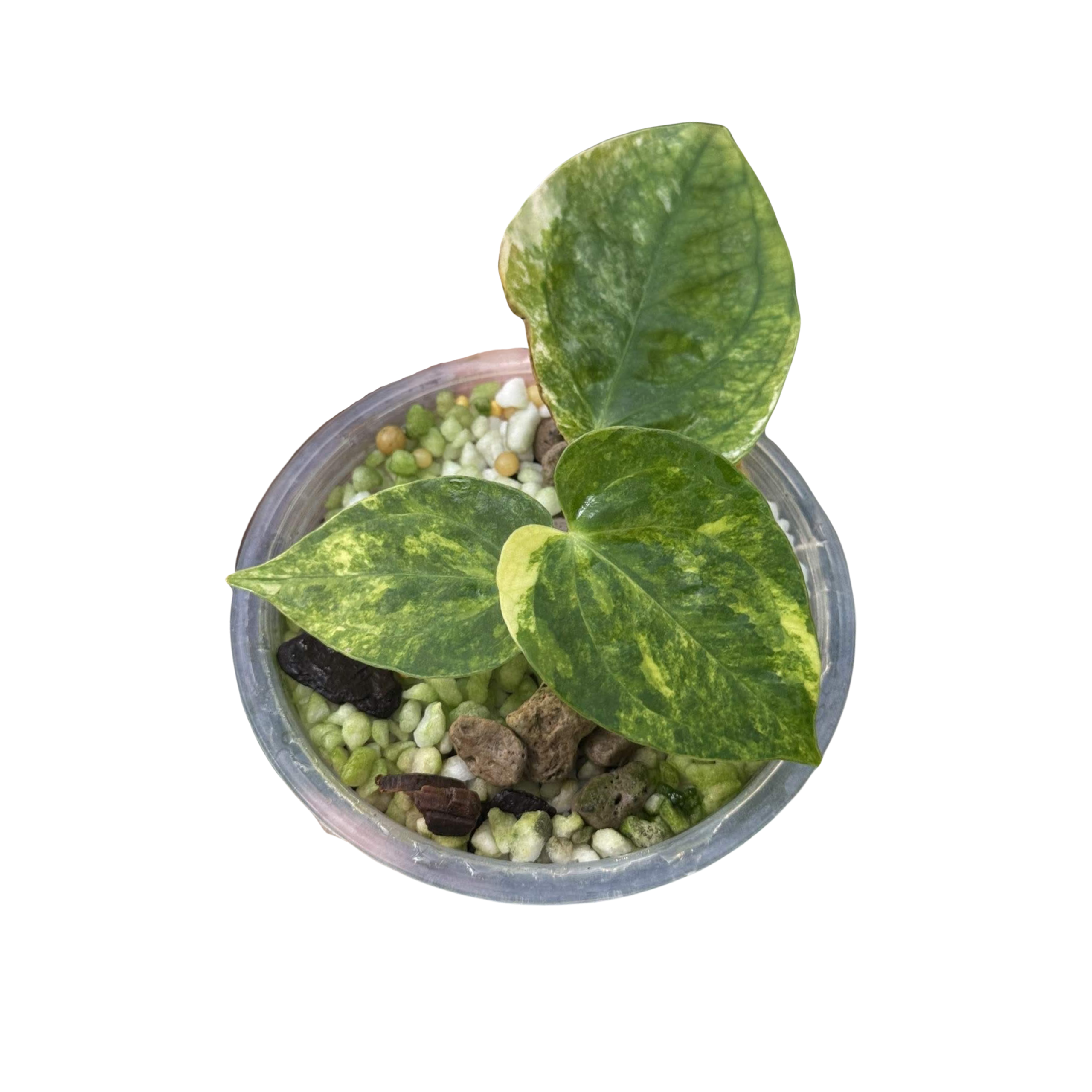 Anthurium Pap var. x Green Mamba Variegated