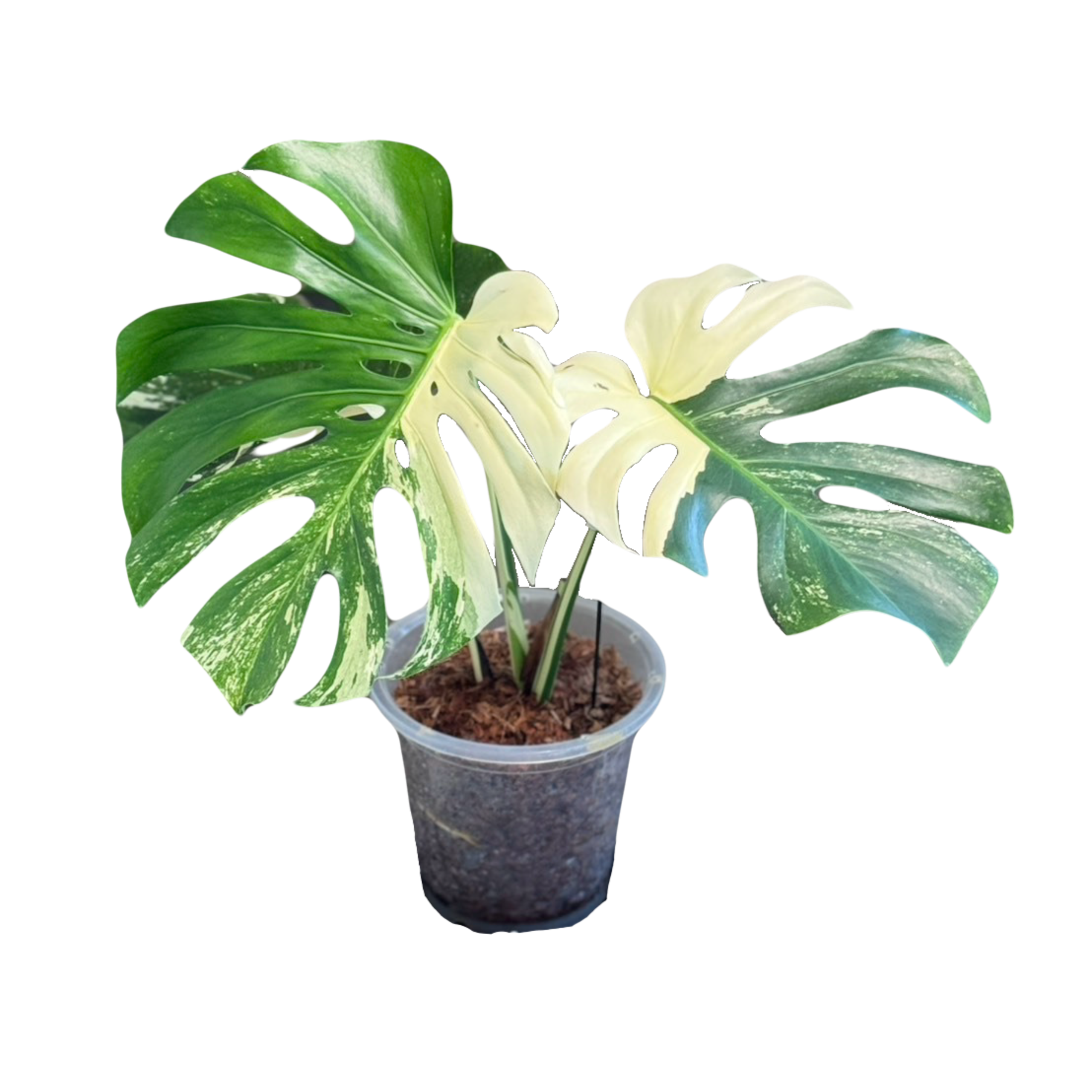 Monstera Deliciosa Albo