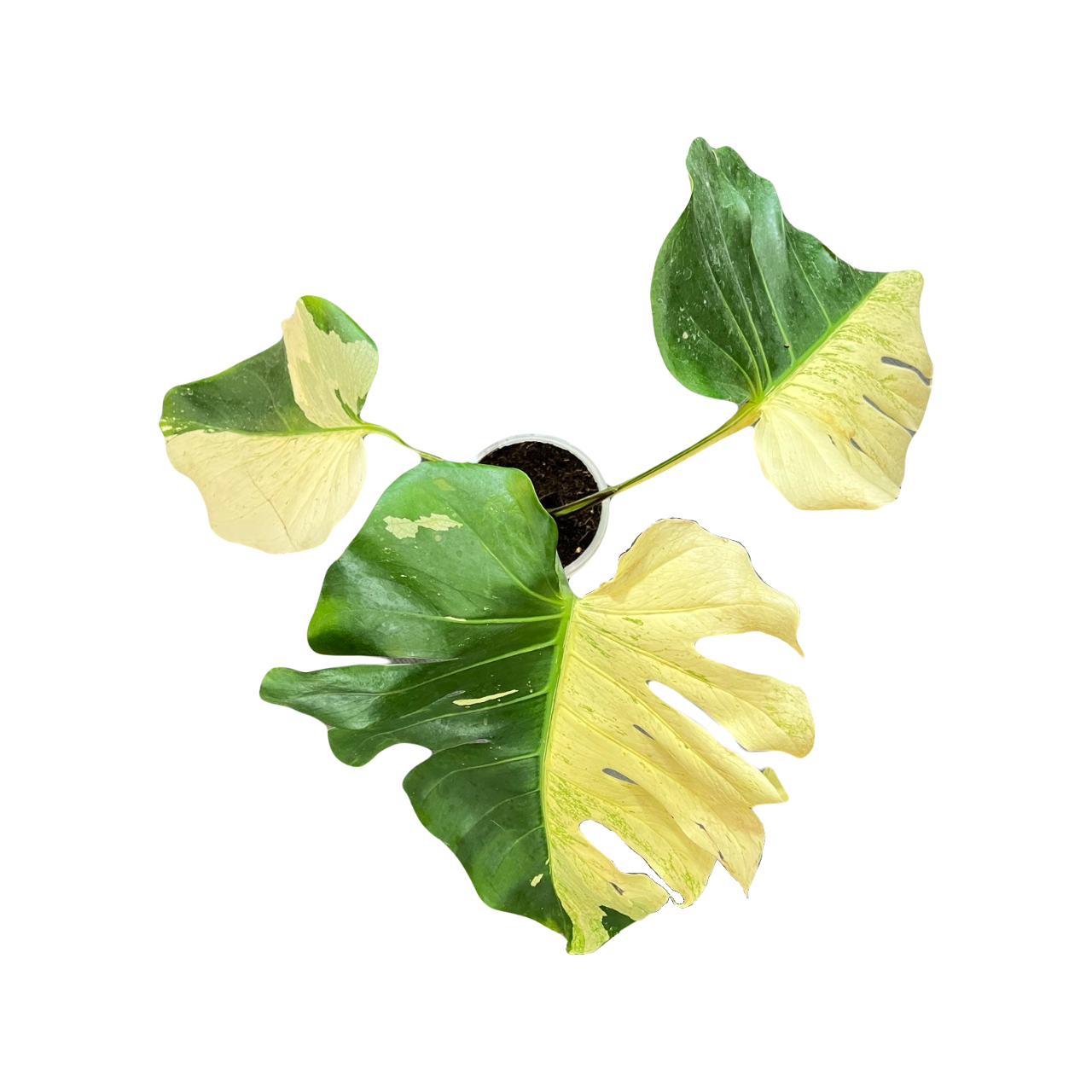 Monstera Deliciosa Sphinx Mint