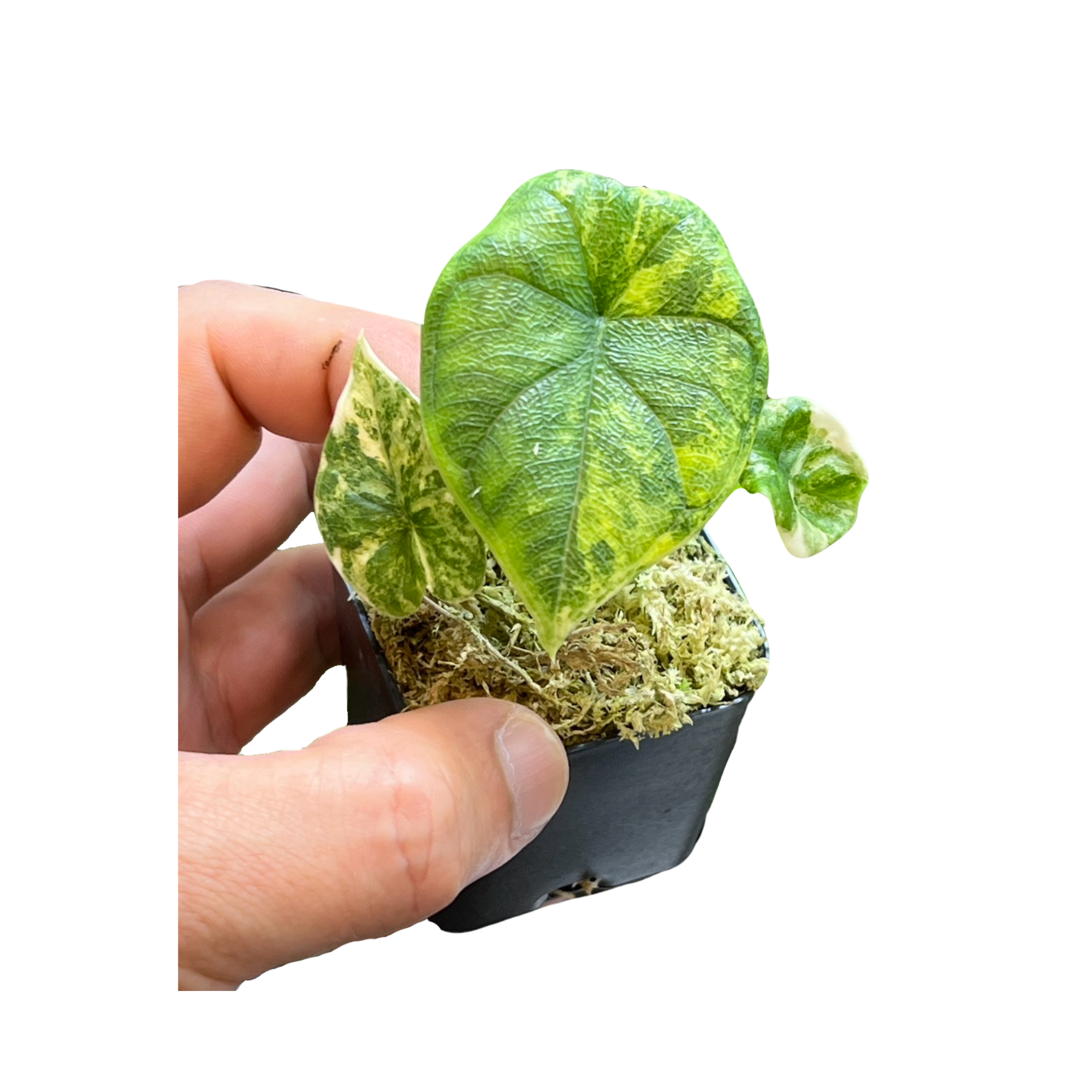 Alocasia Melo Aurea