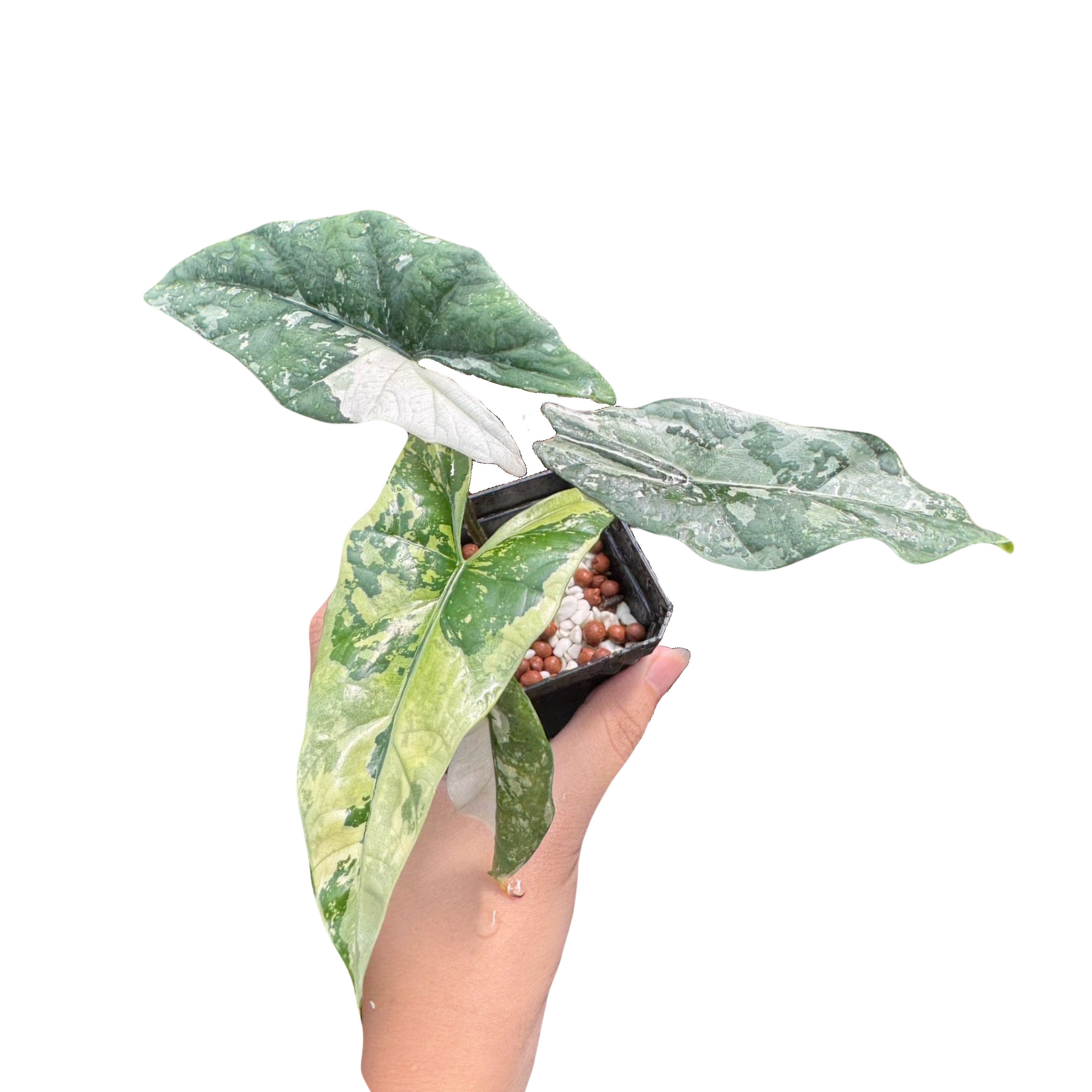 Alocasia Simpo Albo