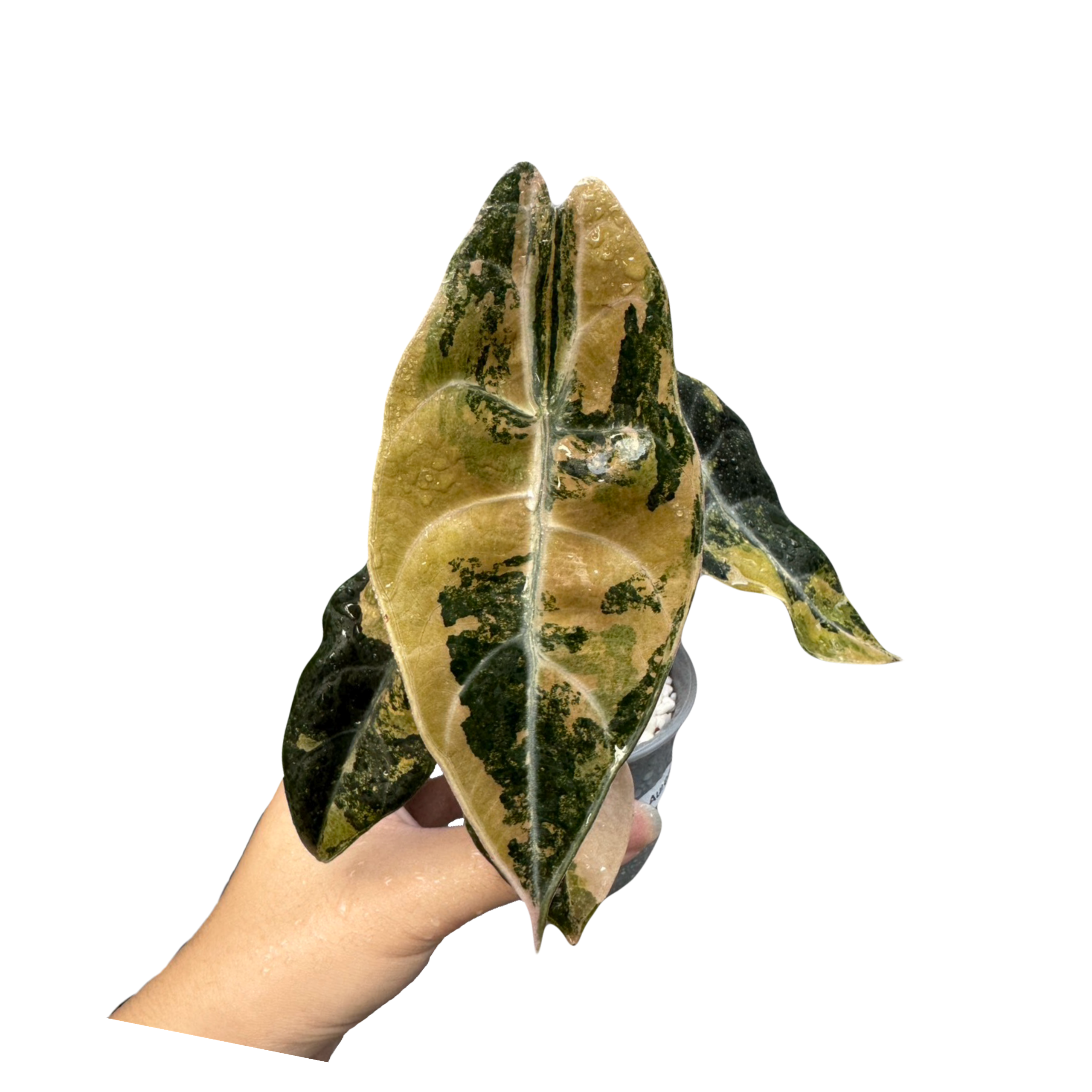 Alocasia Sedenii Aurea