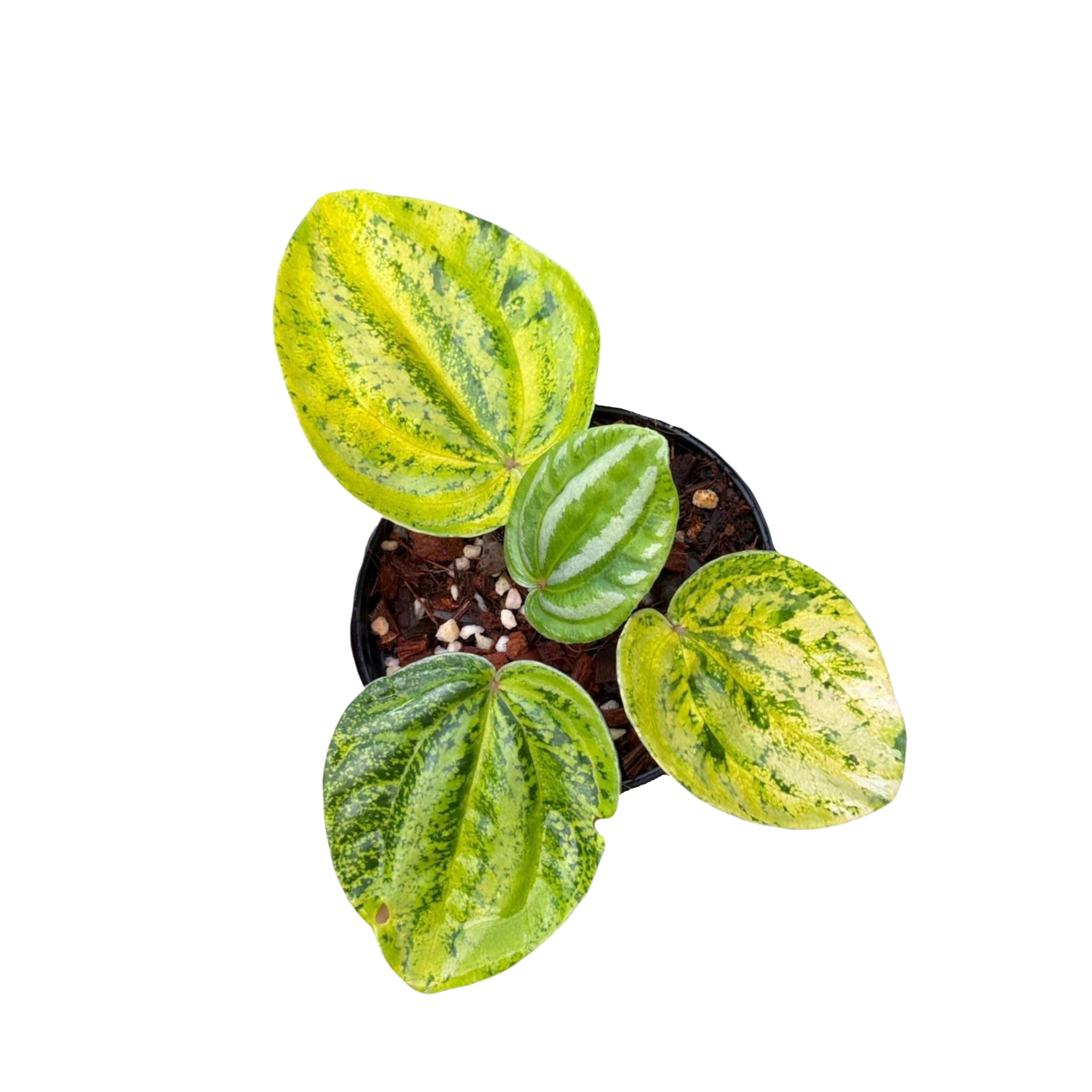 Peperomia Watermelon Variegated