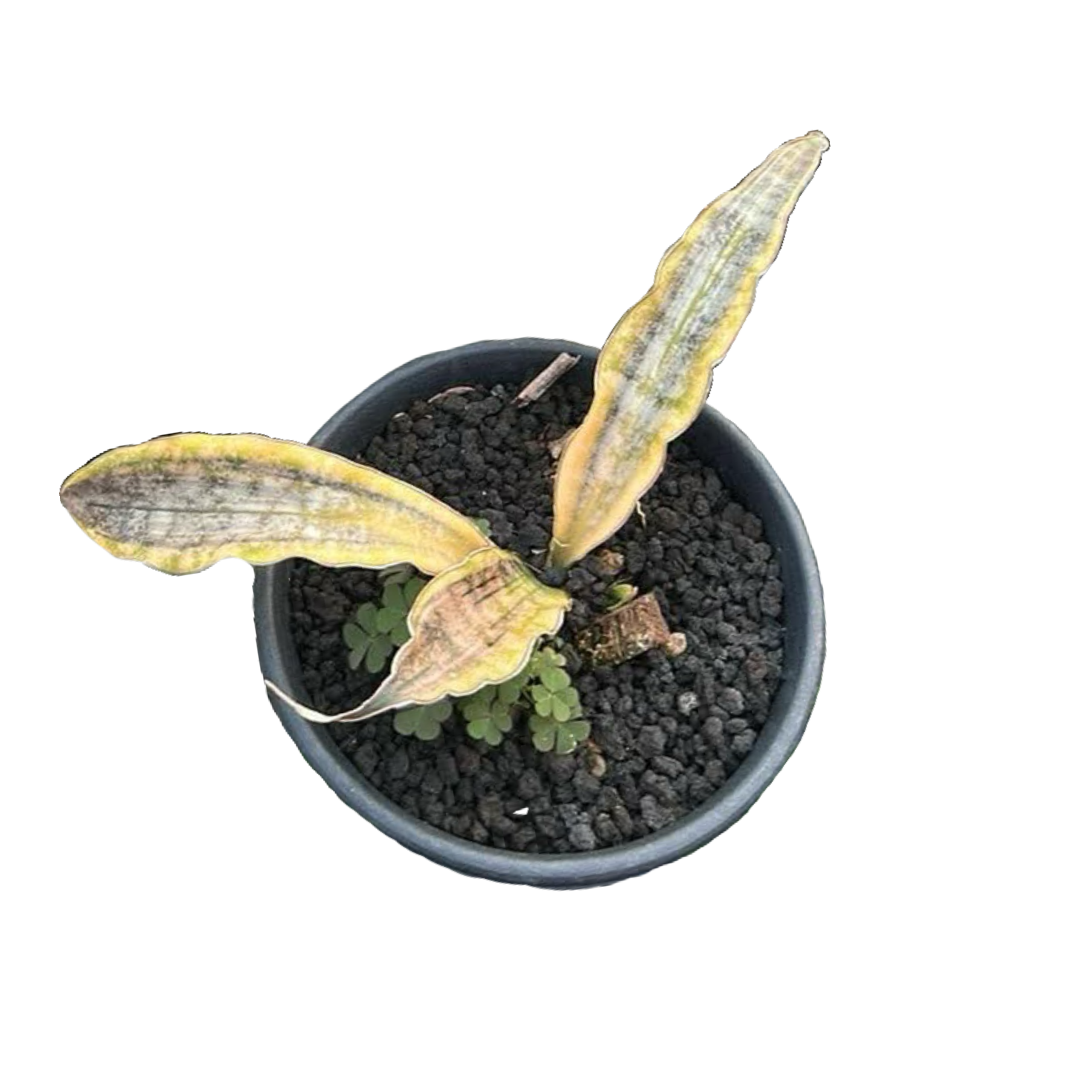 Sansevieria Kirkii Pulchra Coppertone Variegated