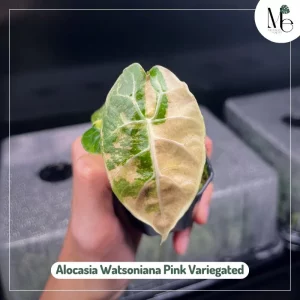 Alocasia Watsoniana Pink Variegated