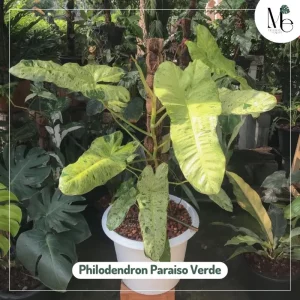 Philodendron Paraiso Verde