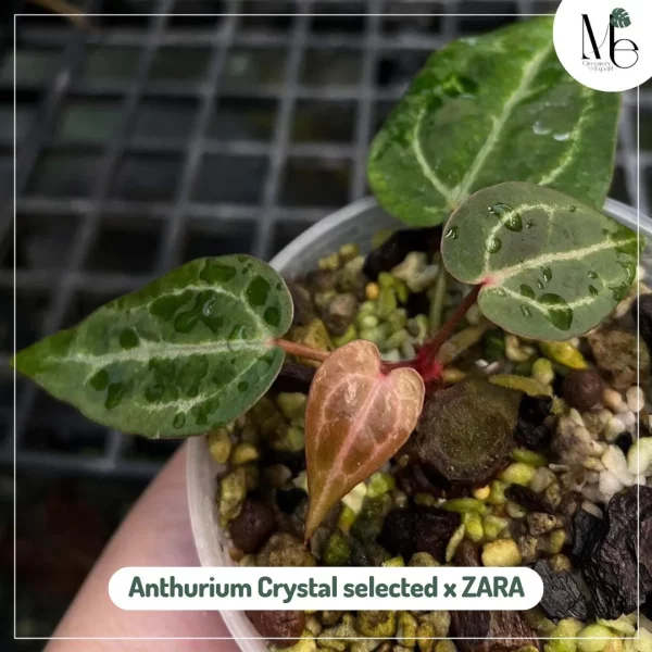 Anthurium Crystal selected x ZARA