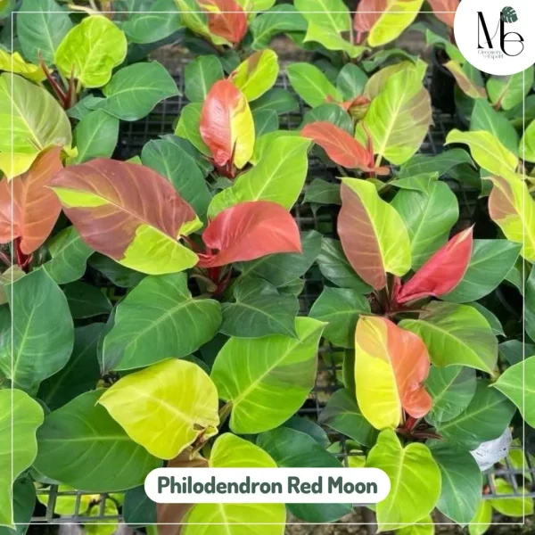 Philodendron Red Moon