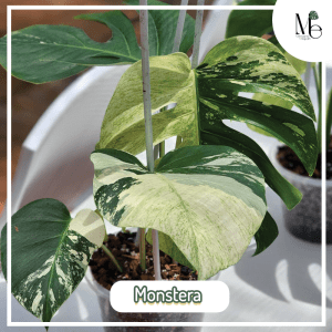 Monstera