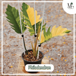 ฟิโลเดนดรอน (Philodendron)