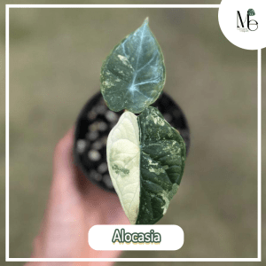 อโลคาเซีย (Alocasia)