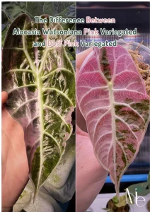 The Difference Between Alocasia Watsoniana Pink Variegated and Doff Pink Variegated 1 The Difference Between Alocasia Watsoniana Pink Variegated and Doff Pink Variegated