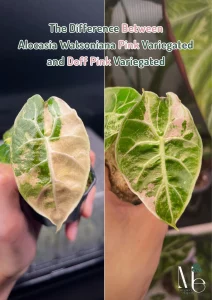 ความแตกต่างระหว่าง Alocasia Watsoniana Pink Variegated กับ Doff Pink Variegated
