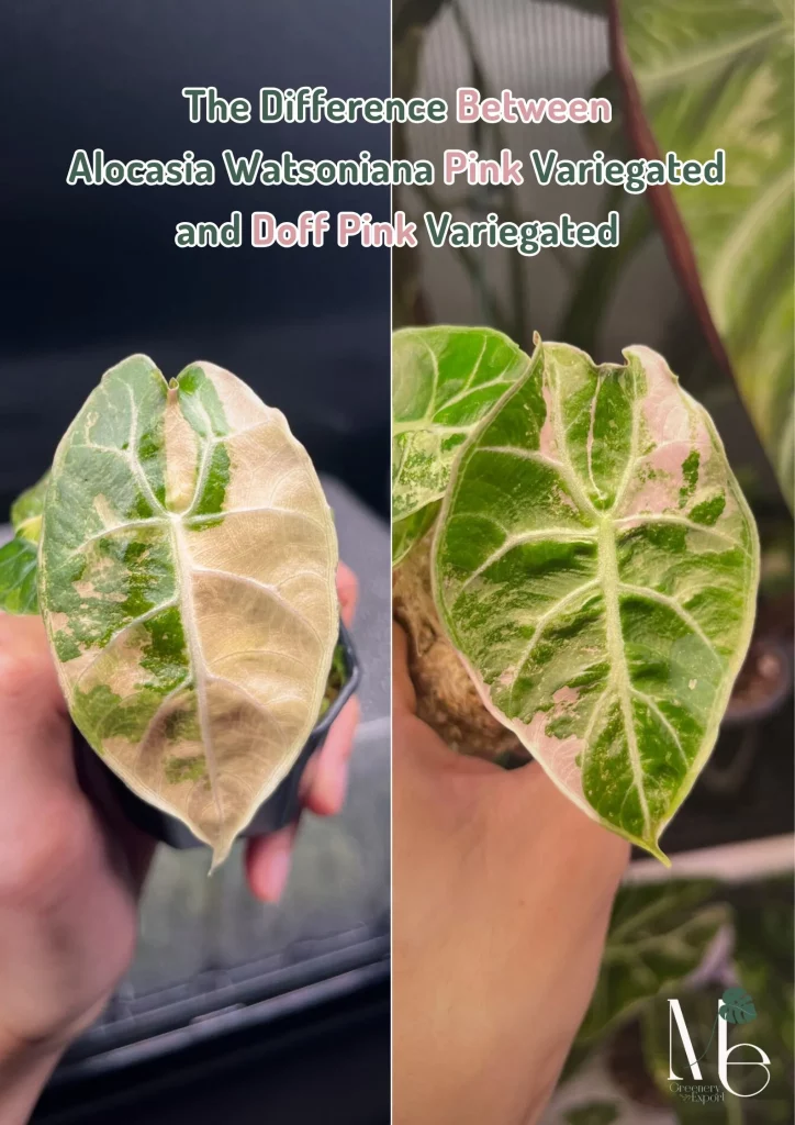The Difference Between Alocasia Watsoniana Pink Variegated and Doff Pink Variegated