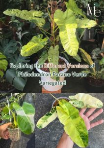 Exploring the Different Versions of Philodendron Paraiso Verde Variegated