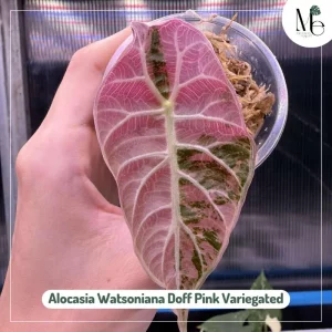 The Difference Between Alocasia Watsoniana Pink Variegated and Doff Pink Variegated 3 Aocasia Watsoniana Doff Pink Variegated
