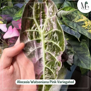 The Difference Between Alocasia Watsoniana Pink Variegated and Doff Pink Variegated 2 Aocasia Watsoniana Pink Variegated