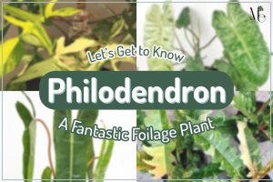 Highlights of the Philodendron