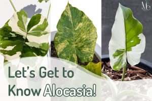 Highlights of the Alocasia