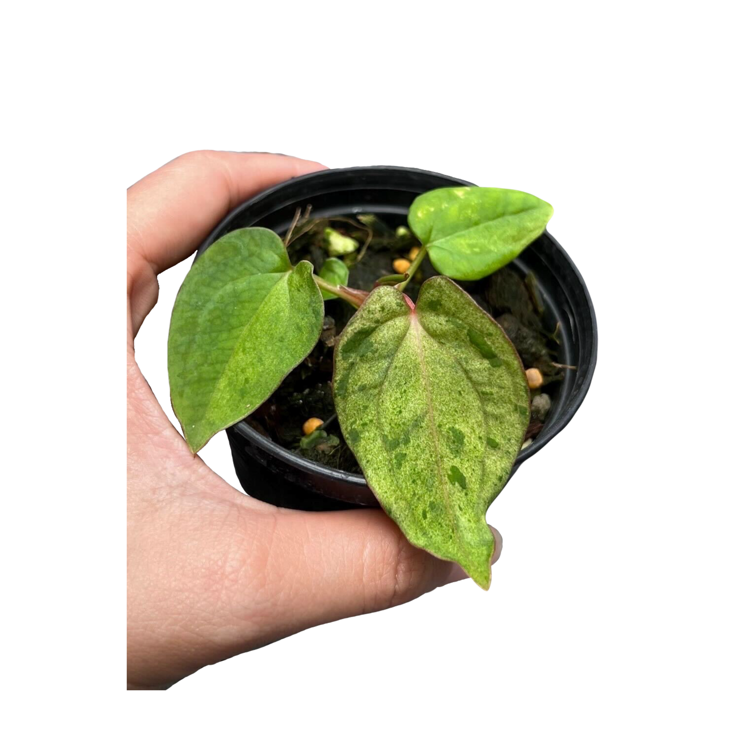 Anthurium RVDP Mint x RVDP Mint