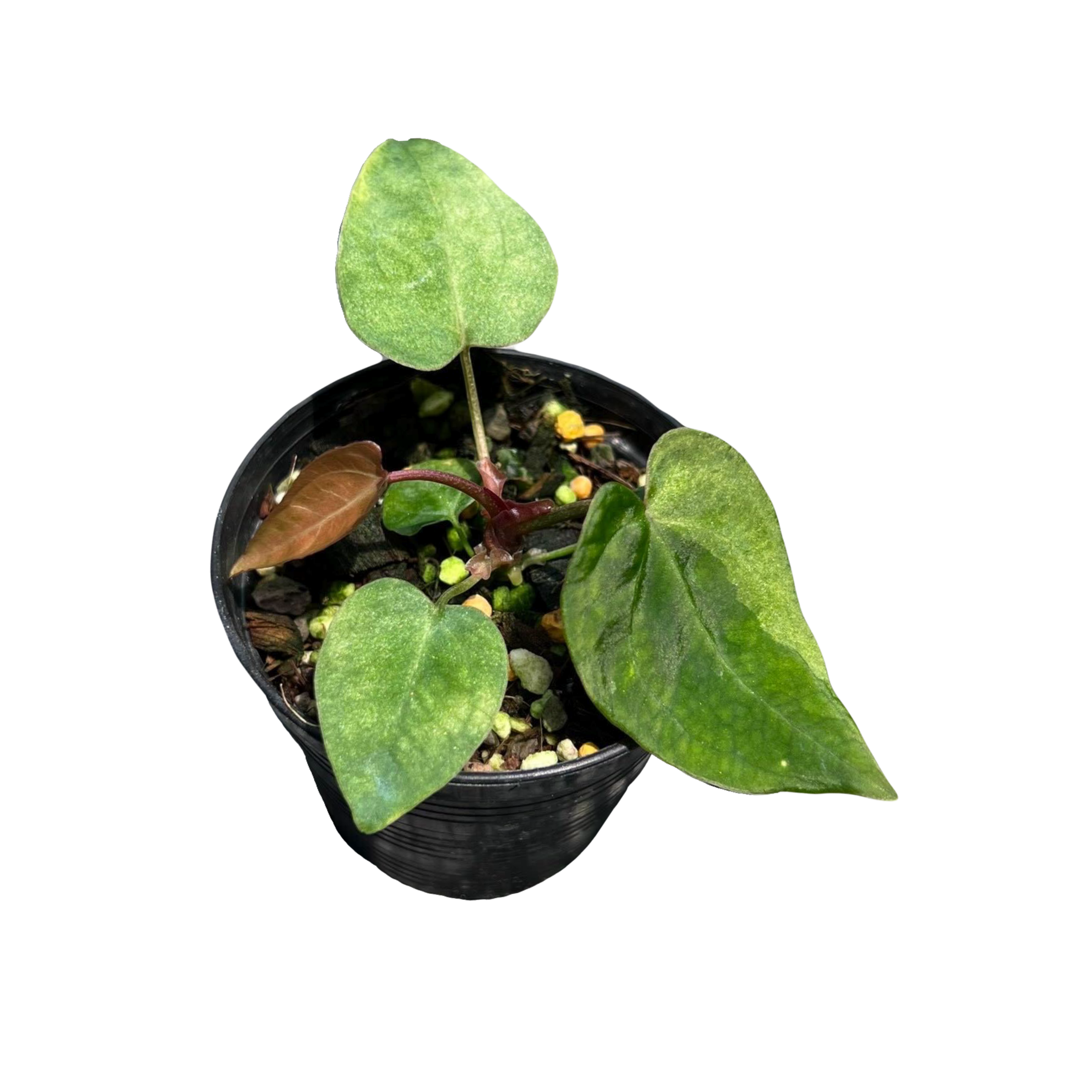 Anthurium RVDP Mint x Papillilaminum Variegated