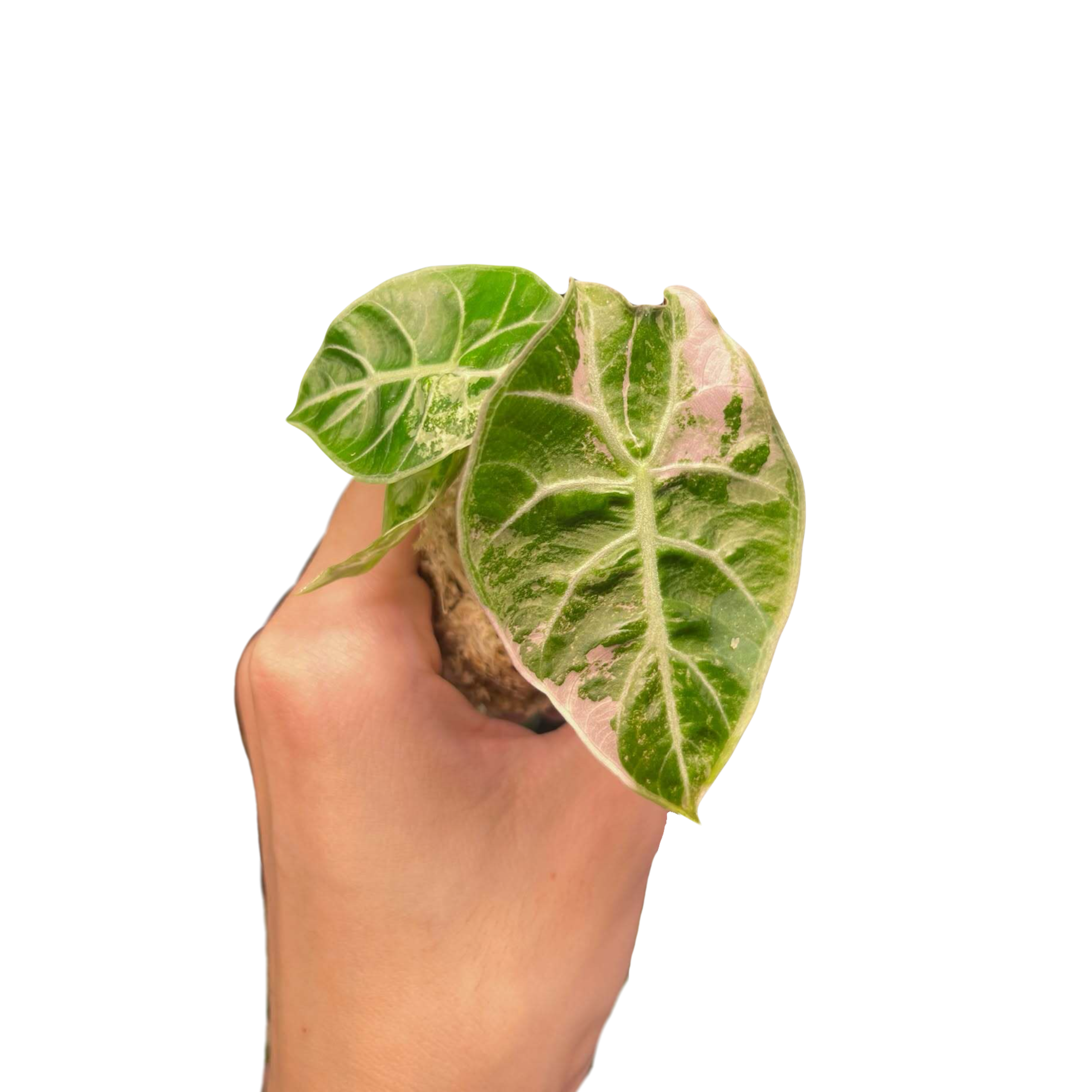 Alocasia Watsoniana Doff Pink Variegated