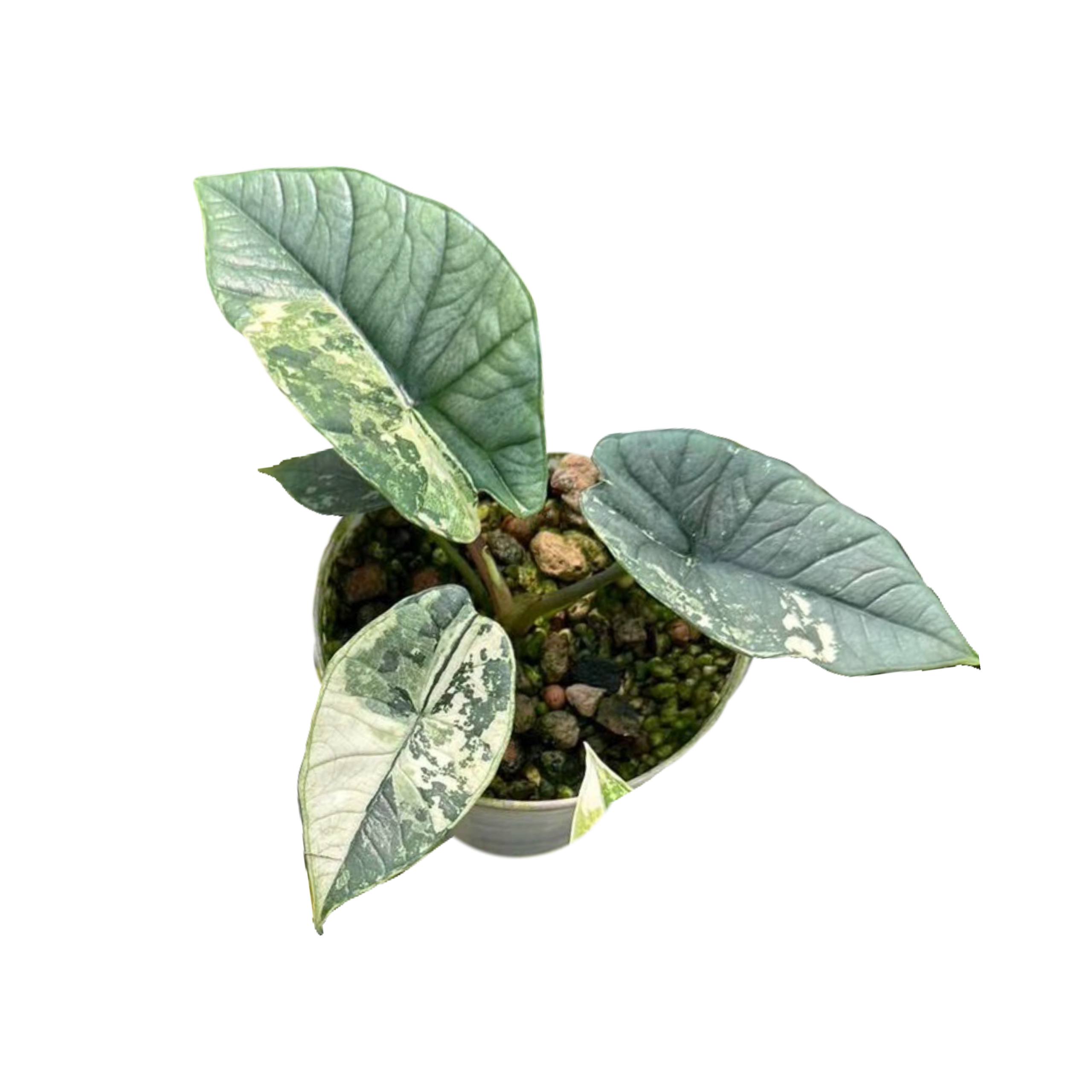 Alocasia Bisma Platinum Variegated