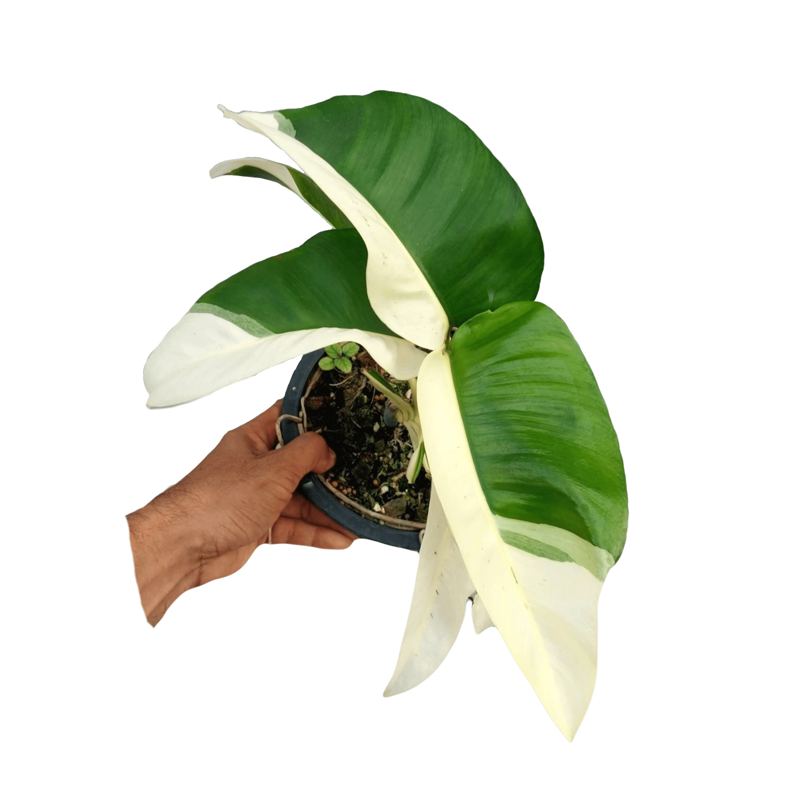 Epipremnum Giganteum Albo