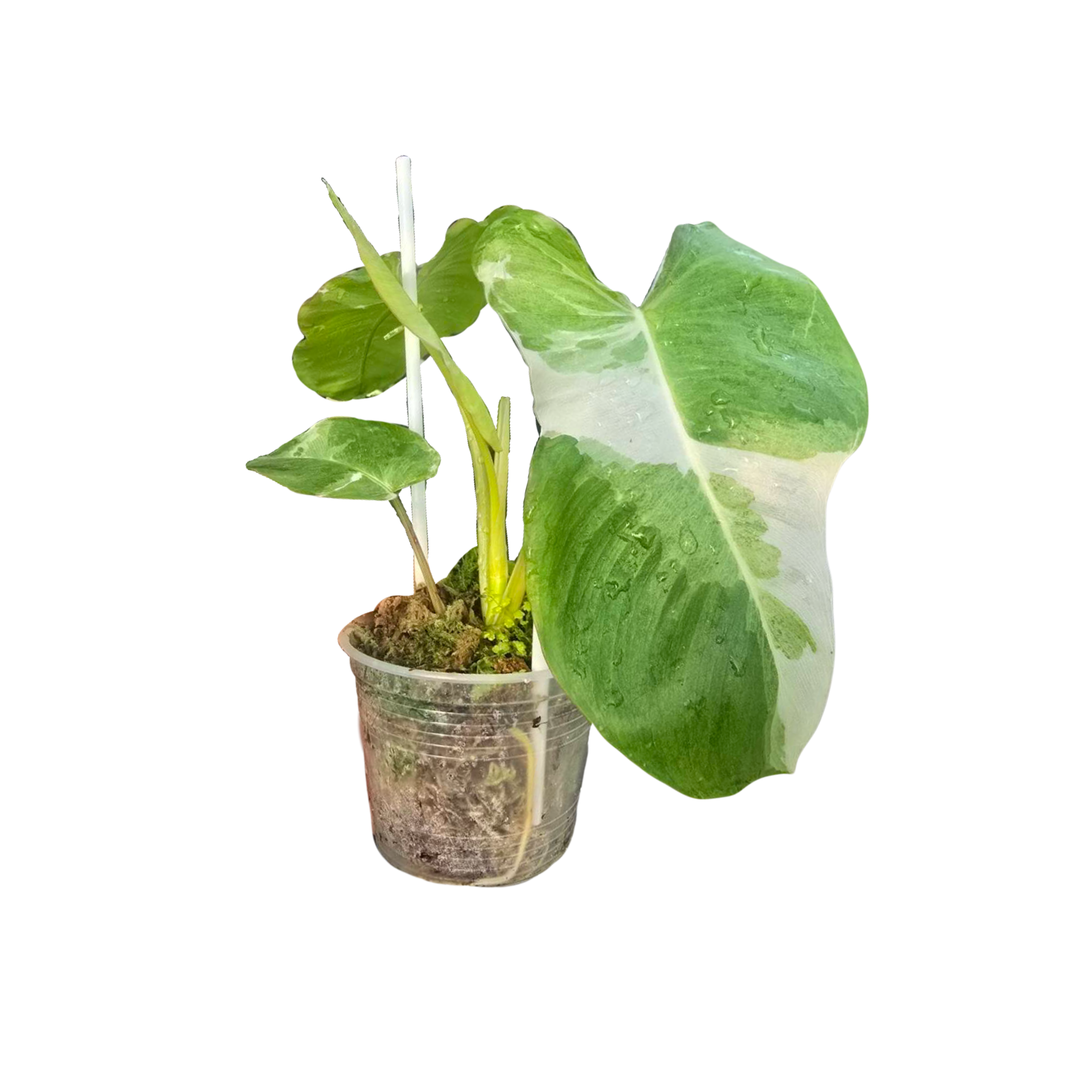 Philodendron Paraiso Verde Albo