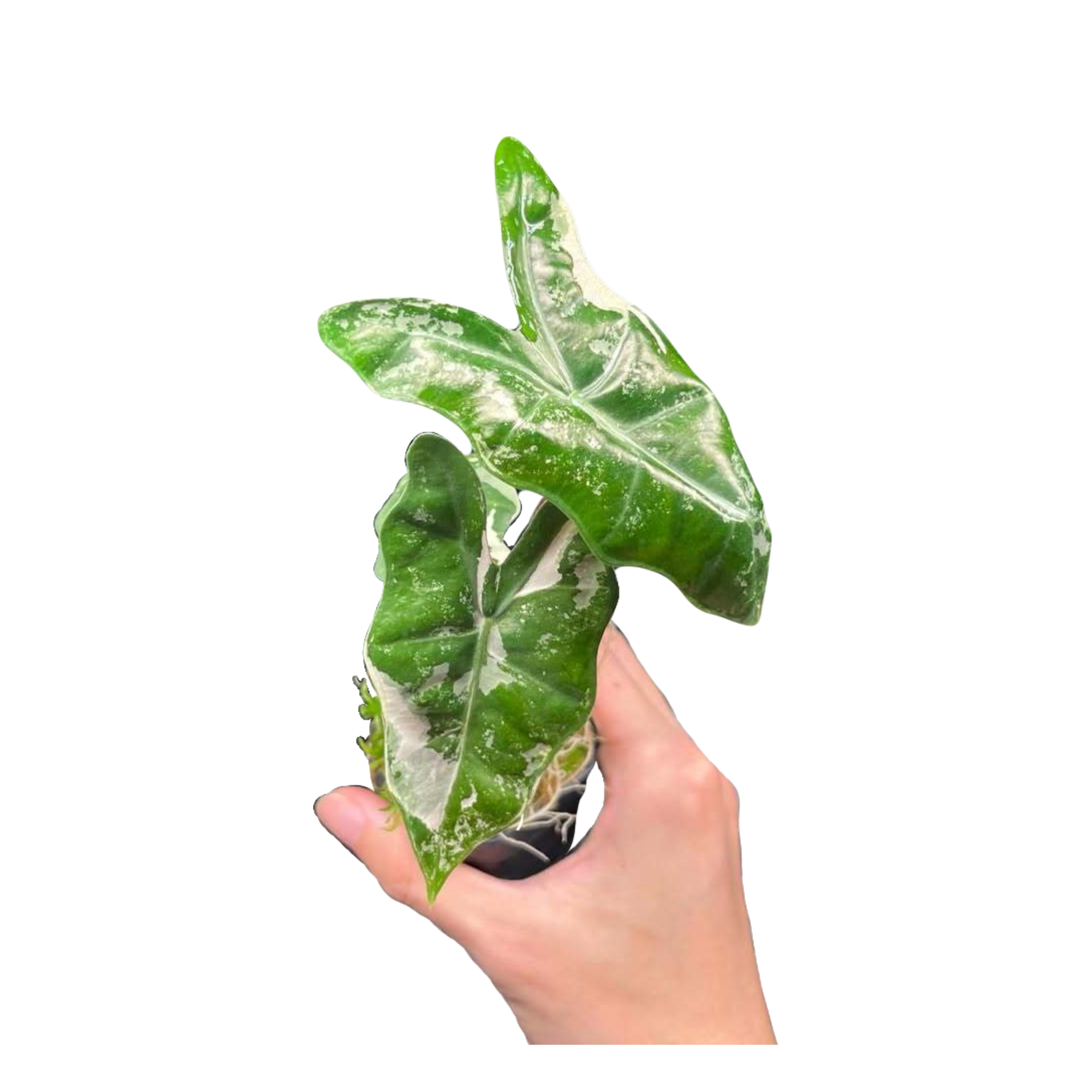 Alocasia Pseudo Sanderiana Pink Variegated
